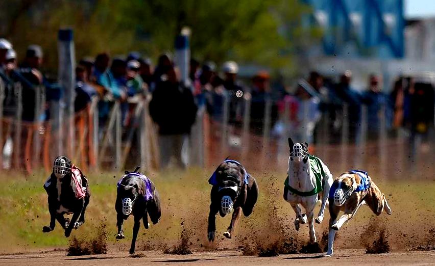 Finalmente en Diputados aprobaron la Ley que prohíbe la Carrera de Galgos.