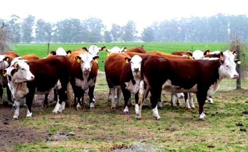 Recuperan bovinos que habían sido sustraídos en campos cercanos a Mackenna.