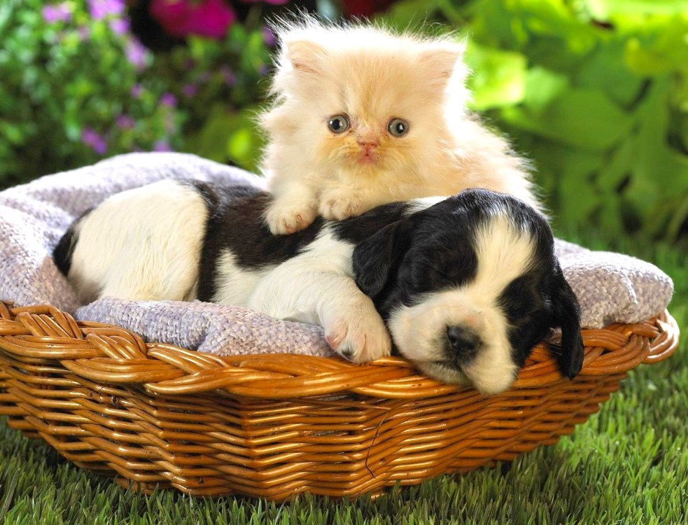 Se viene el censo Canino y Felino 2017