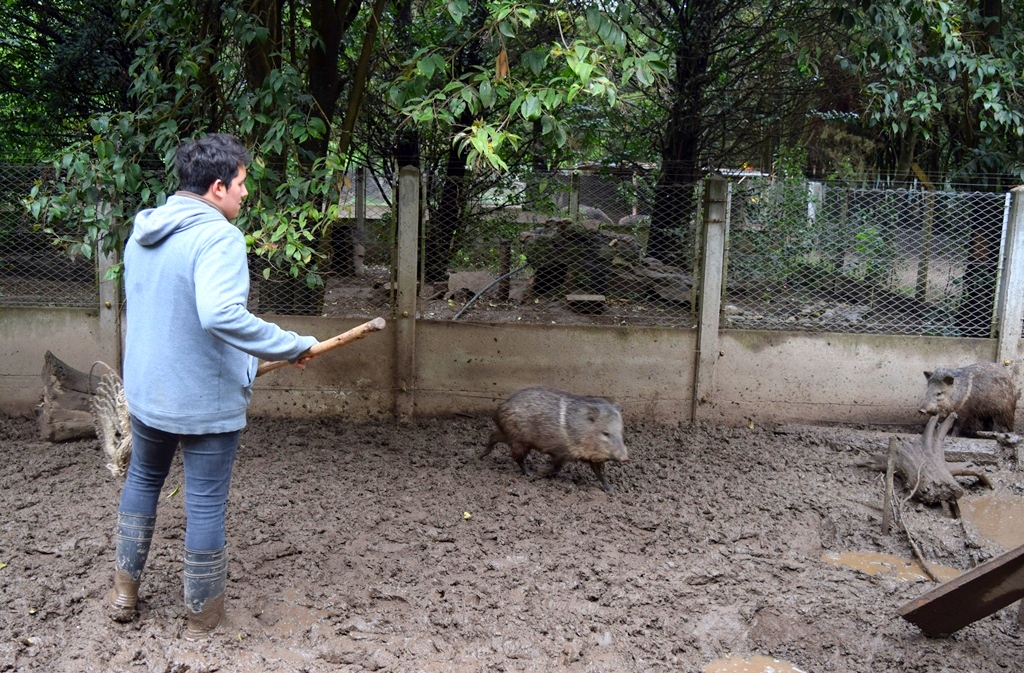 Policía Ambiental trasladó pecaríes de collar a la Reserva Natural Iberá