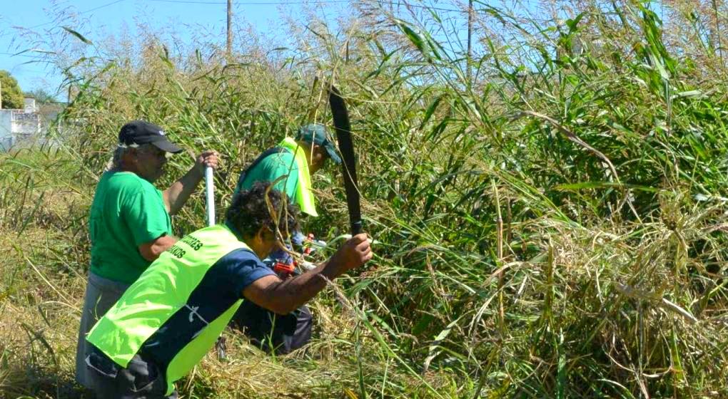  Desmalezado de terrenos baldíos