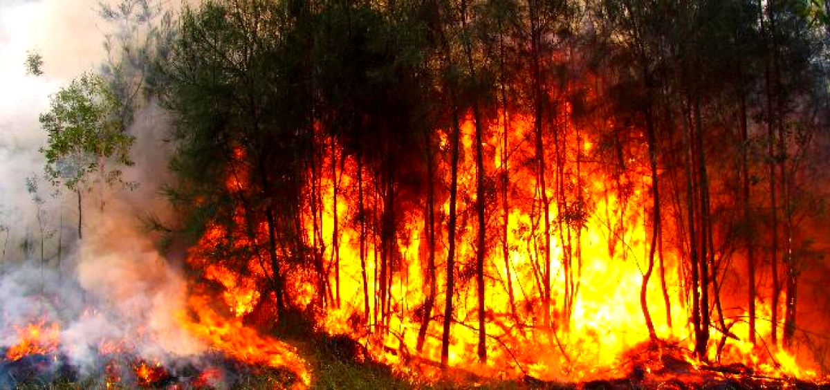 Incendio de una arboleda en la estancia 