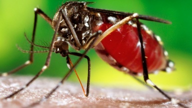 En Córdoba confirman un caso de dengue importado