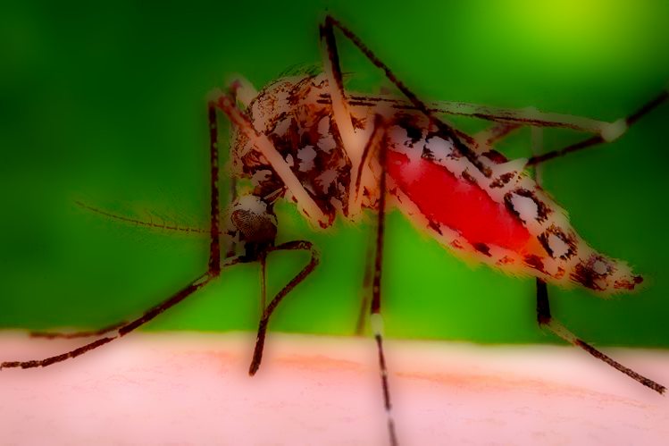 Se confirmaron 5 nuevos casos de dengue