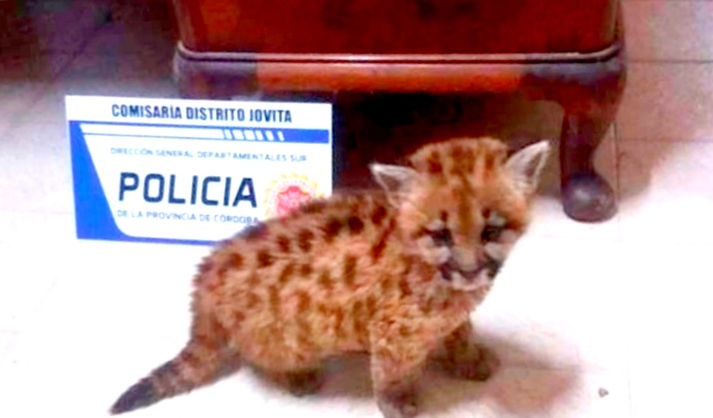 Encontraron a un pumita deambulando por las calles de Jovita