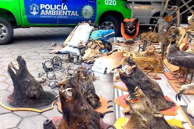 San Basilio: detectan fauna en cautiverio y subproductos de caza