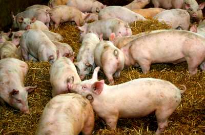 Se sumaron más casos de triquinosis en Canals    