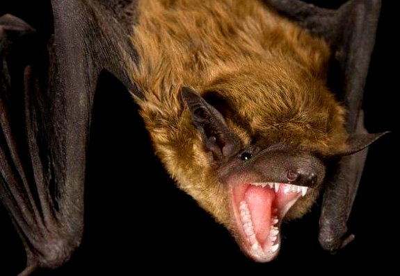 Mackenna; Encontraron a un murciélago rabioso