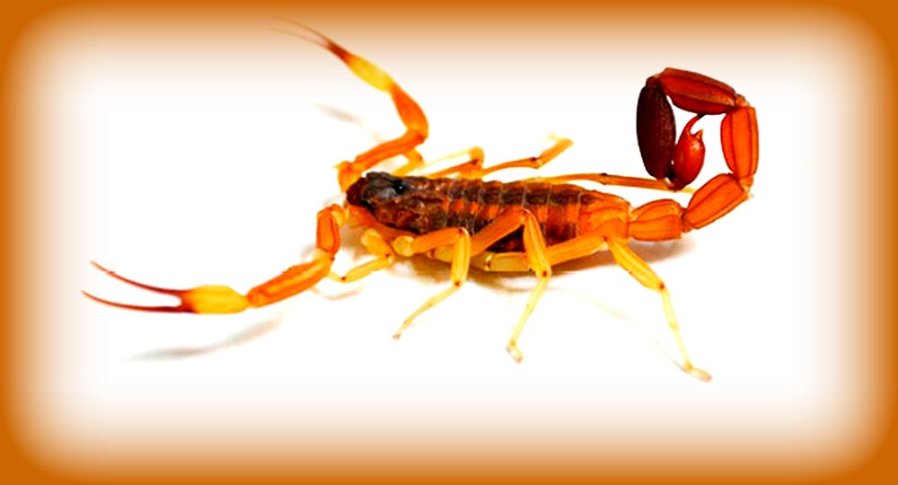 Recomendaciones para prevenir picaduras de alacranes