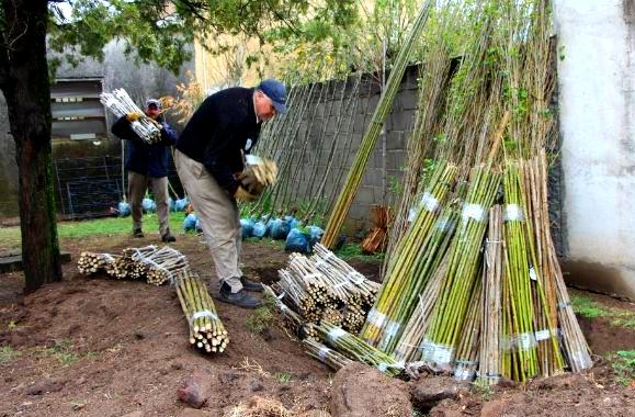  Forestación: Agricultura entregó más de 110 mil árboles