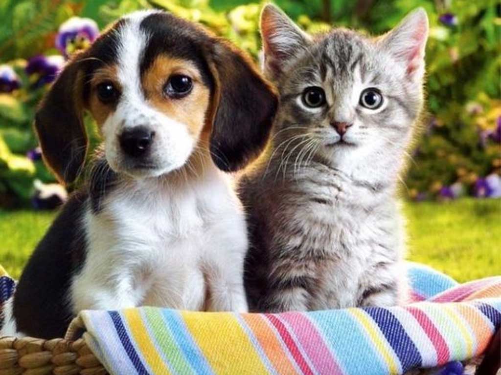 Campaña de Vacunación Antirrábica 