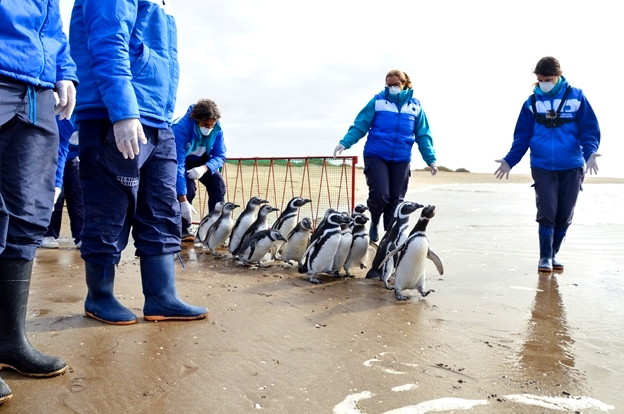 El pingüino de Magallanes rescatado en Córdoba volvió al mar
