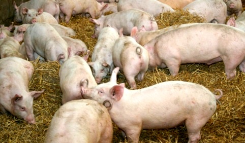 Focos de triquinosis en la provincia