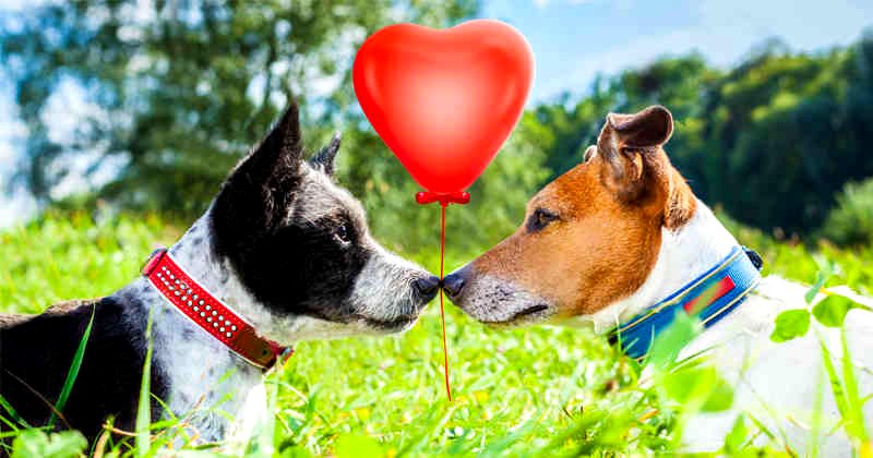 Comenzó el Programa de Esterilización Canina