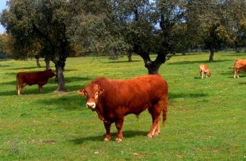 En la zona rural de Mackenna, autores desconocidos roban un novillo de 350 kilos