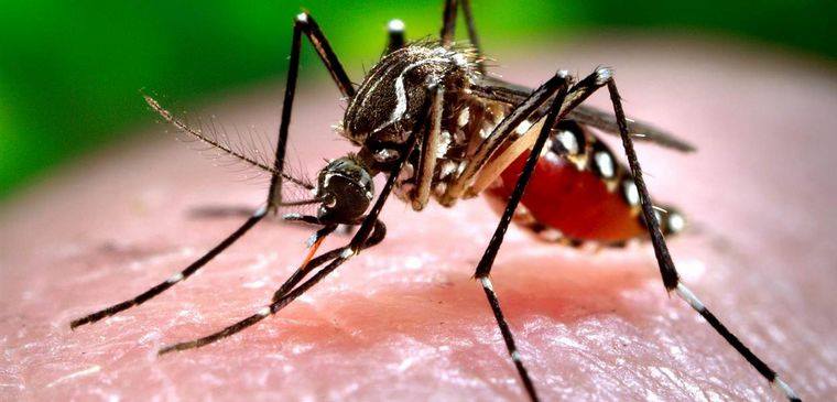 Prevención del Dengue: Tareas de fumigación en Mackenna