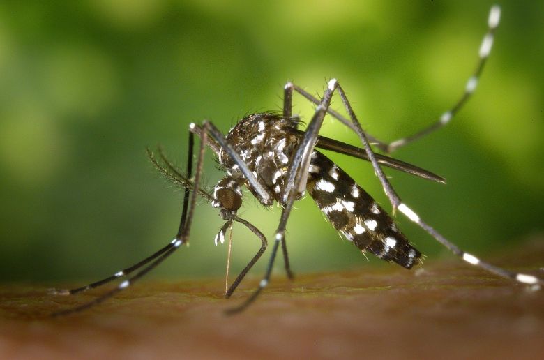 286 nuevos casos de dengue en la provincia
