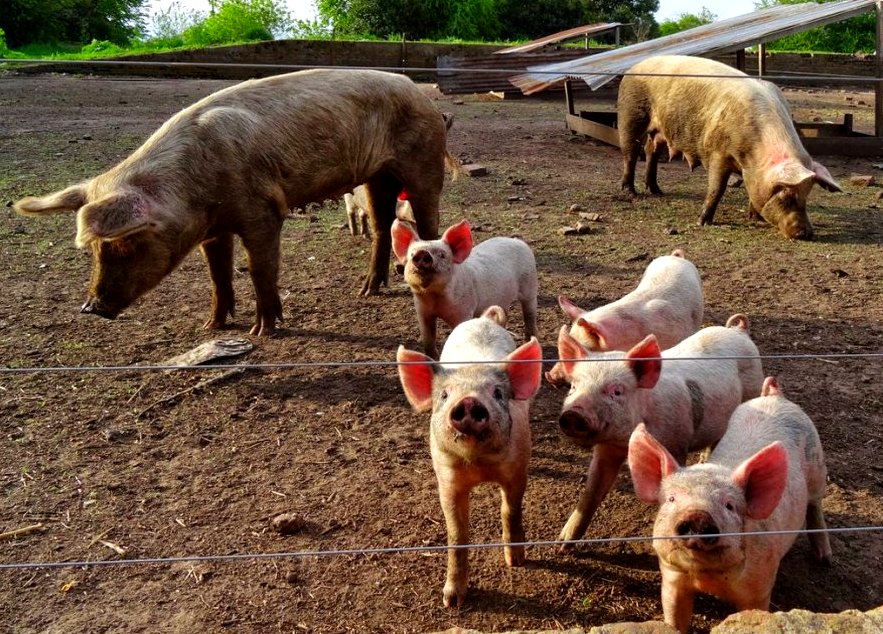 Faena clandestina: este fin de semana robaron lechones en una quinta de Pueyrredón