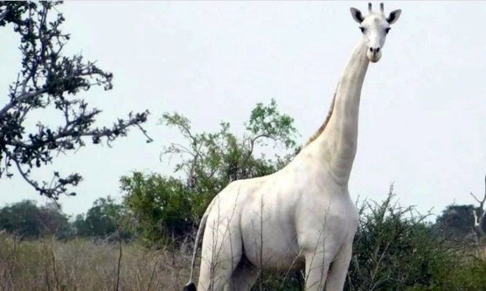 Especie en extinción: captan la imagen de la última jirafa blanca que existe en el planeta