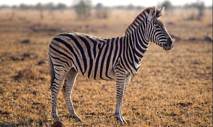 Clonaron cebras en un proyecto para preservar especies en extinción