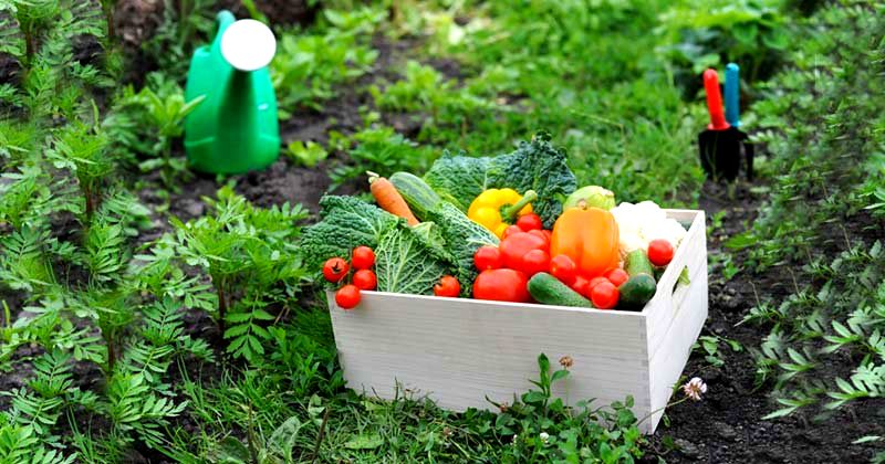 El programa Huerta en tu Hogar abrió las inscripciones para semillas primavera verano