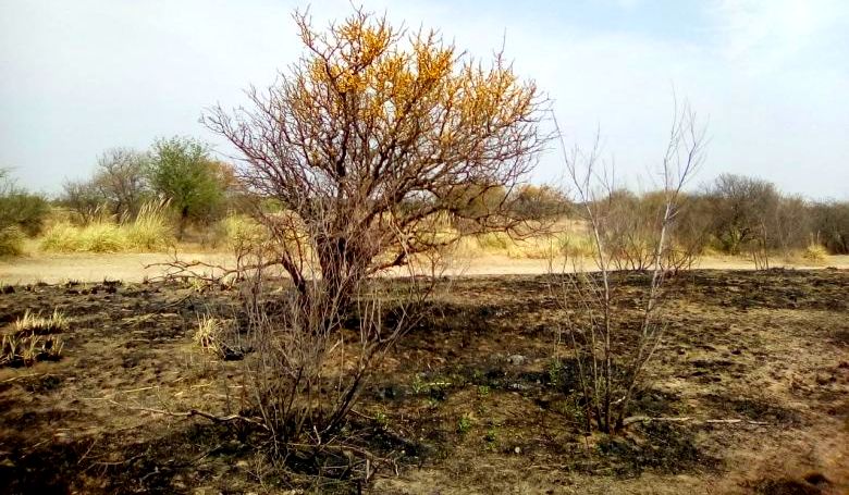 Desde el INTA Río Cuarto planean recuperar los campos incendiados