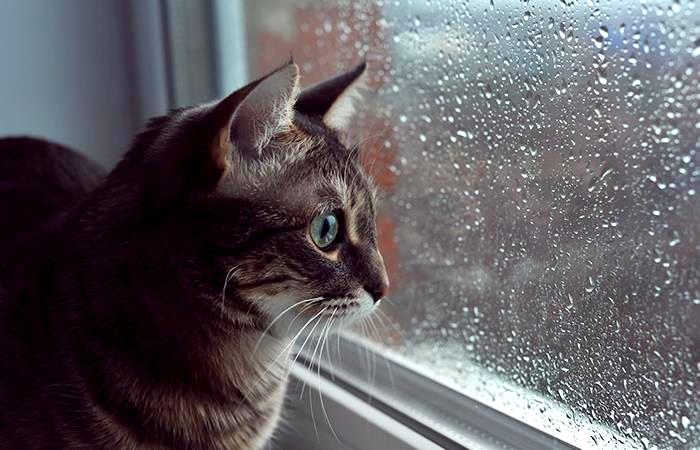 Como estaba previsto, finalmente llegó la lluvia tan esperada; los registros de toda la región