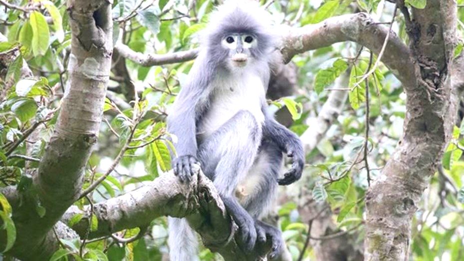 Descubrieron una nueva especie de primate: Ya está en peligro de extinción