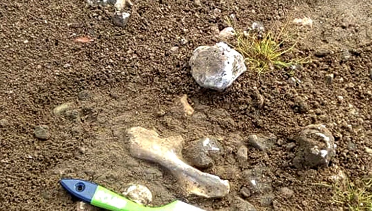 En Neuquén hallan restos fósiles de un dinosaurio herbívoro de 100 millones de años