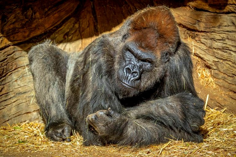 El gorila más viejo de la manada que había sido contagiada de Covid- 19 se recupera favorablemente