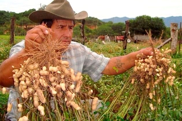 Córdoba alcanza un récord histórico en las exportaciones del maní