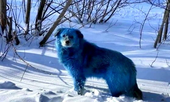 Misteriosa aparición de unos extraños perros de color azul brillante