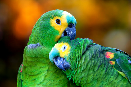 Salud brinda recomendaciones para prevenir la enfermedad transmitida por aves