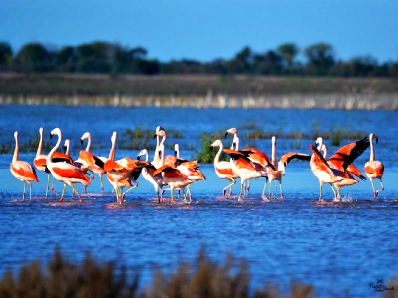 Crearán un nuevo parque nacional en la localidad de Miramar de Ansenuza, Córdoba