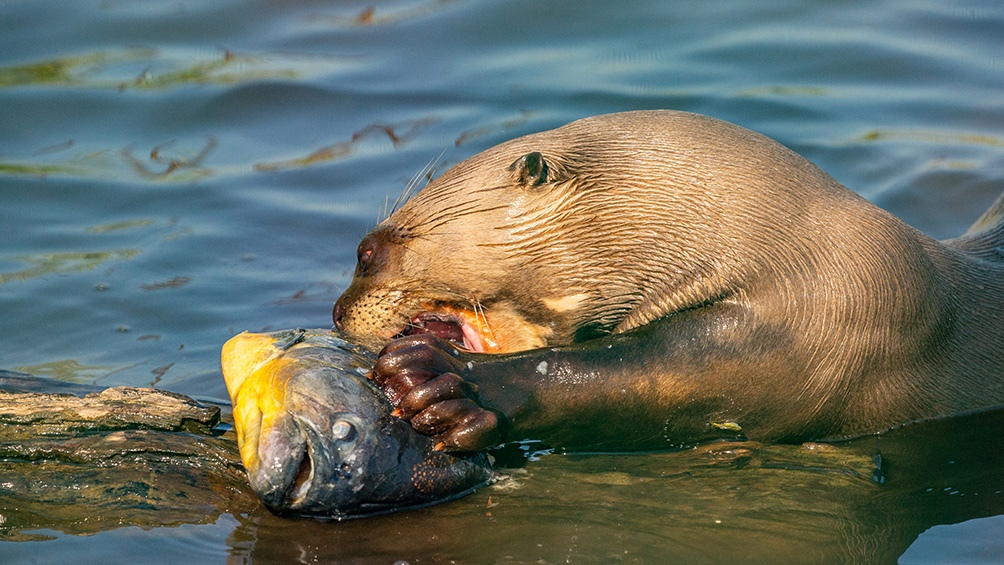 Redescubren en El Impenetrable chaqueño una especie que se creía extinta en Argentina