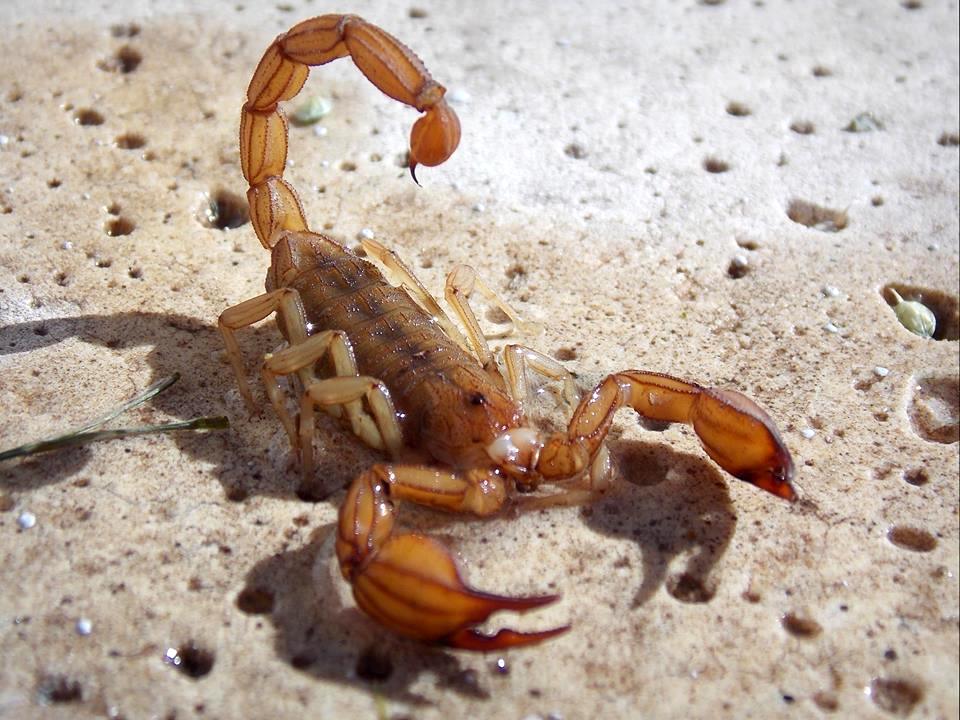 Alacranes al acecho