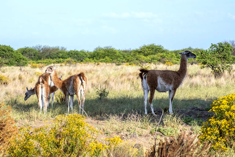 Guanacos vuelven a un área protegida de La Pampa donde se habían extinguido
