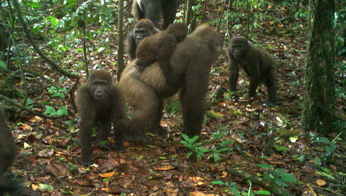 Registran por primera vez a una especie de gorila que se creía extinta