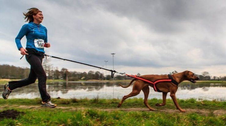 La primera fecha del campeonato nacional de Mushing será este fin de semana
