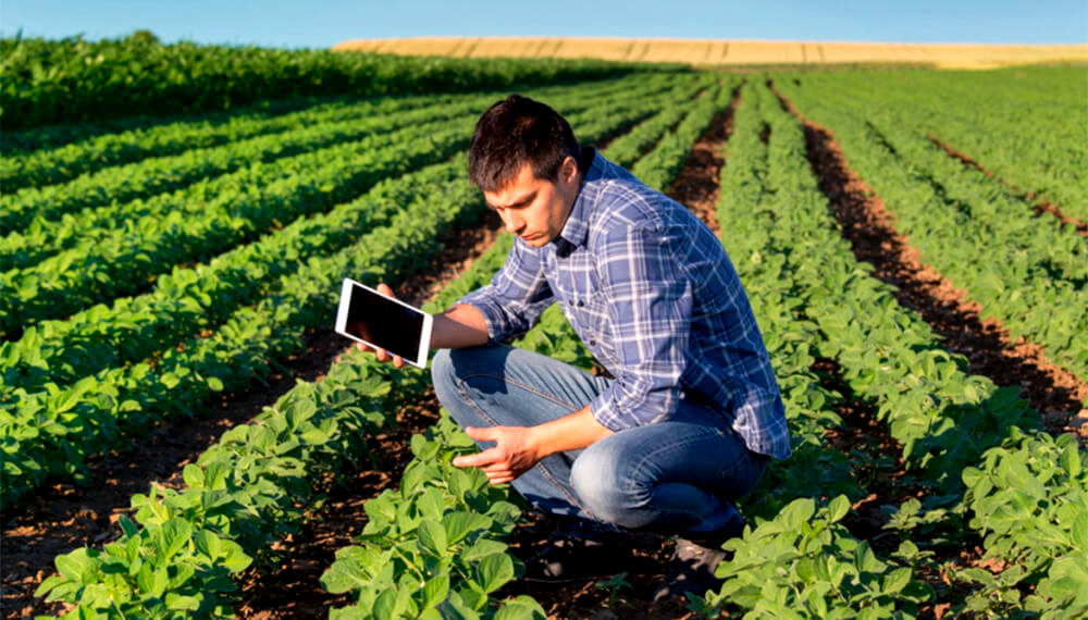 Consultora selecciona Ingeniero Agrónomo para cubrir la zona de Mackenna