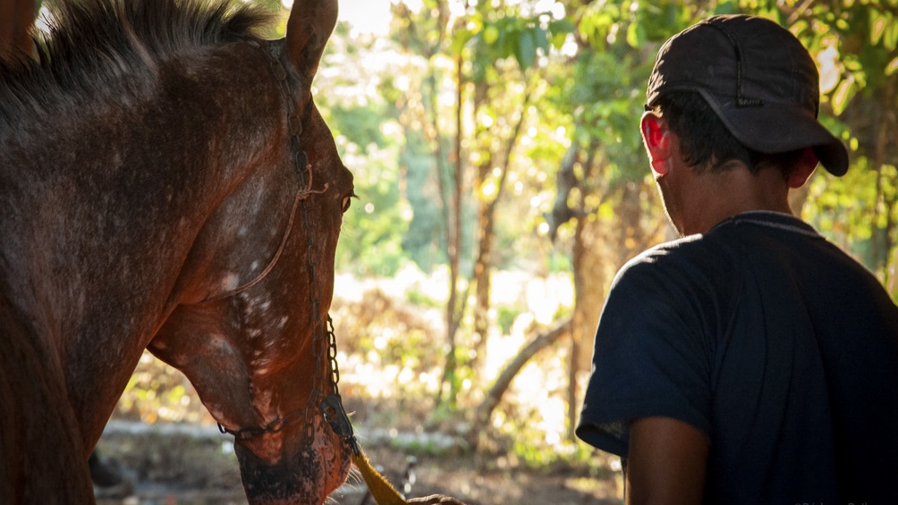 Fidel niño valiente; un filme épico sobre un niño y su caballo de carreras