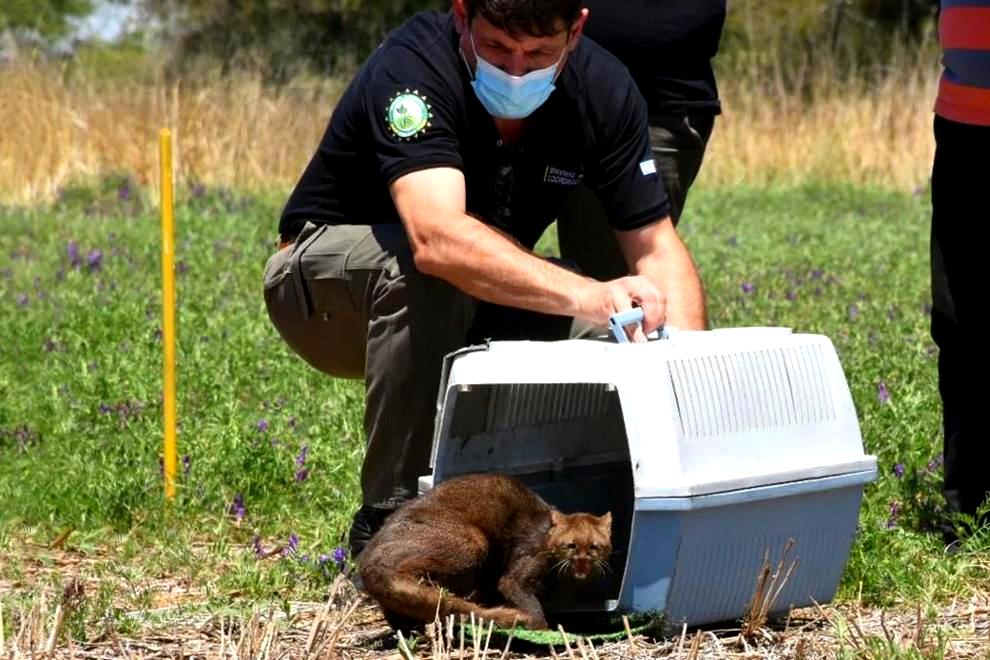 Policía Ambiental liberó un yaguarundí y 80 aves silvestres en La Para