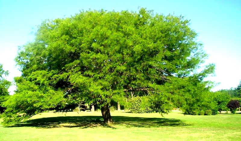 Proponen declarar Parque Natural Urbano a Los Montecitos de Villa María