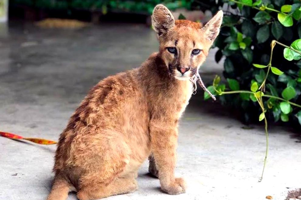 Policía Ambiental rescató un puma y un tucán en el interior provincial
