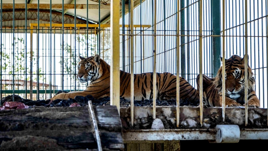 Rescataron a cuatro tigres de bengala abandonados por un circo en San Luis