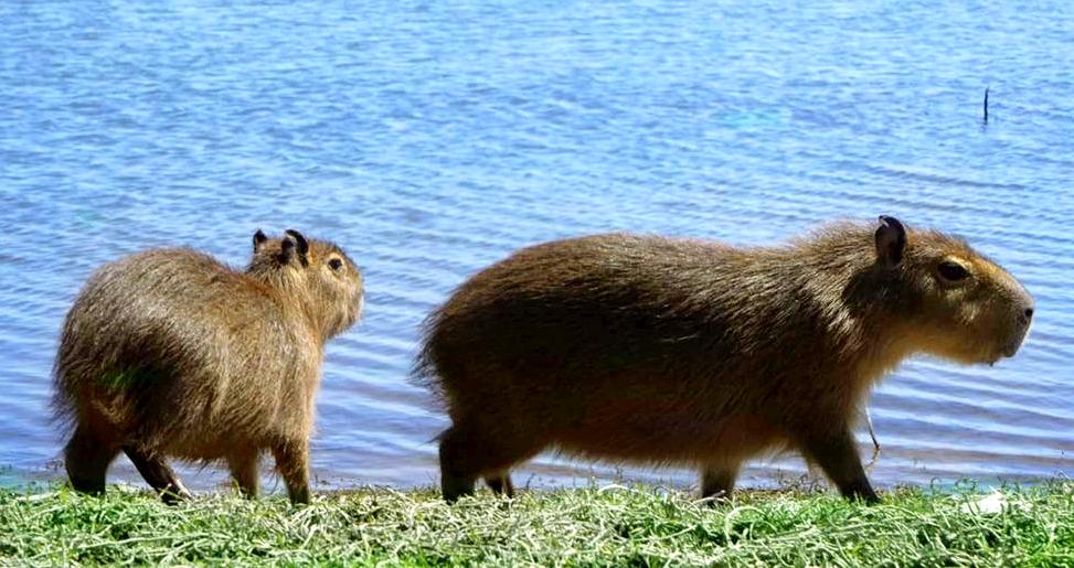 Policía Ambiental liberó dos carpinchos en la represa El Chañar