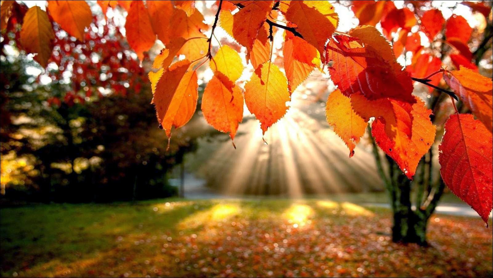 Pasado el mediodía de hoy domingo 20 de marzo comenzó el otoño en Argentina