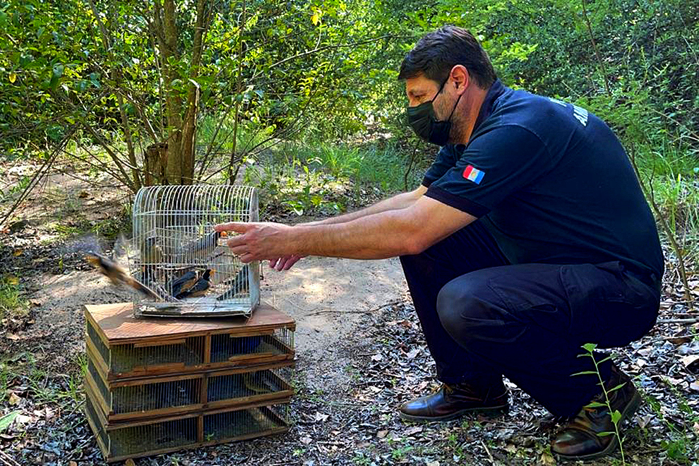 Liberaron 28 aves rehabilitadas en el PEU Río Cuarto