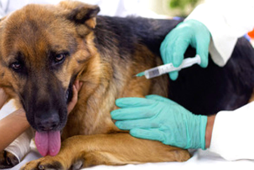Este lunes comienza la Vacunación Antirrábica 2022