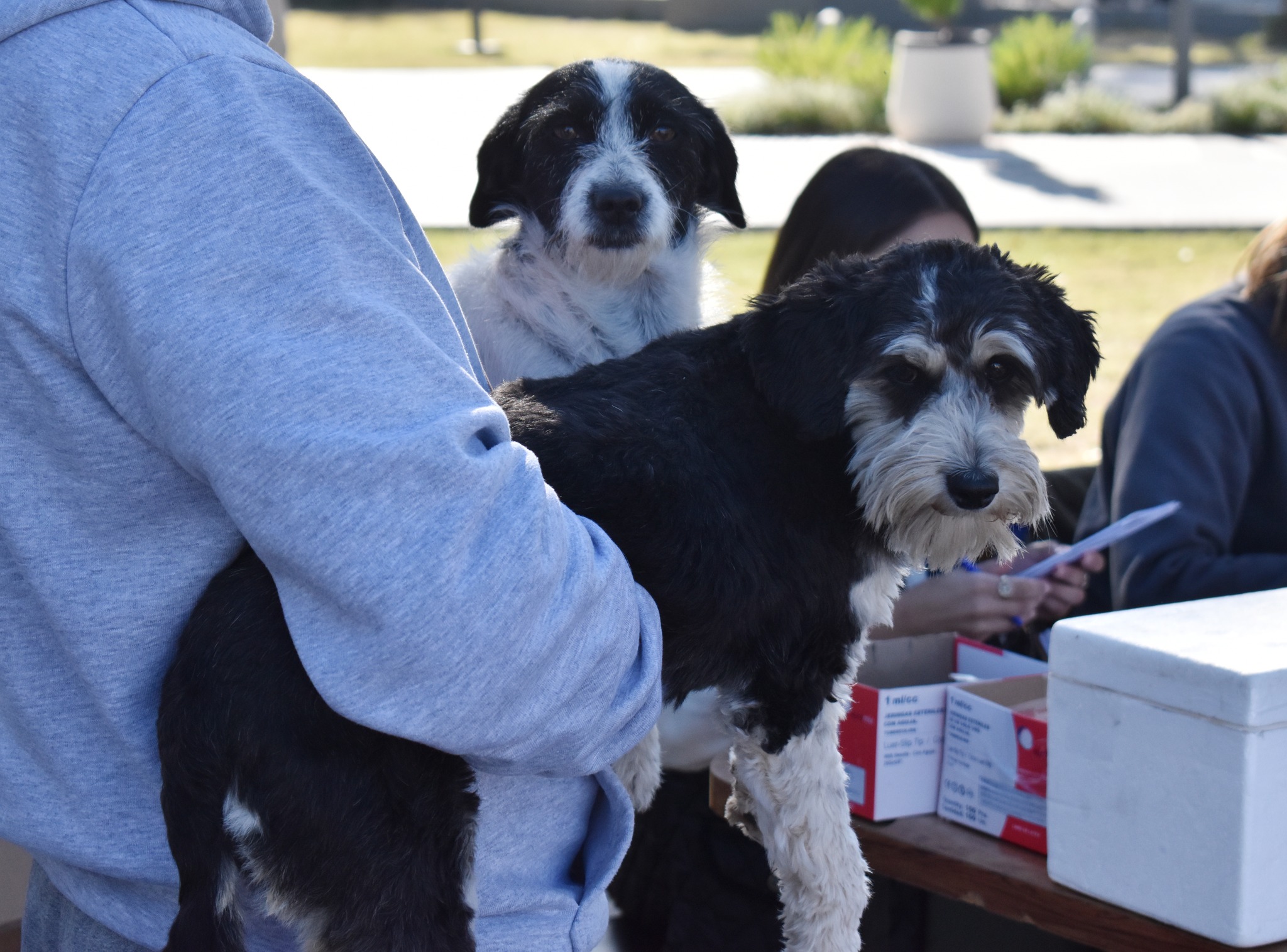 Campaña de Vacunación Antirrábica 2022